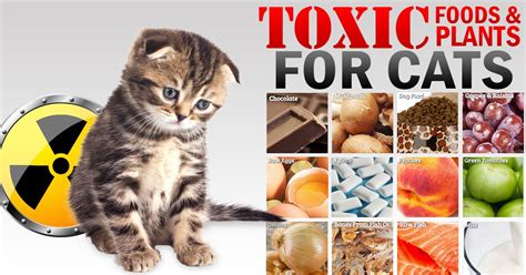 If you think your pet may have ingested anything toxic, please contact your vet immediately or seek emergency medical care. Toxic Foods and Plants for Cats | Cat plants, Teacup cats ...