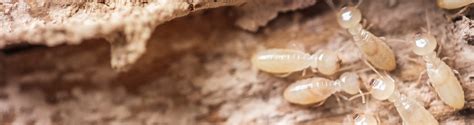 Seller provided a clear termite report from a deal that. I Have Termites—Now What? - Bills Home Service Company