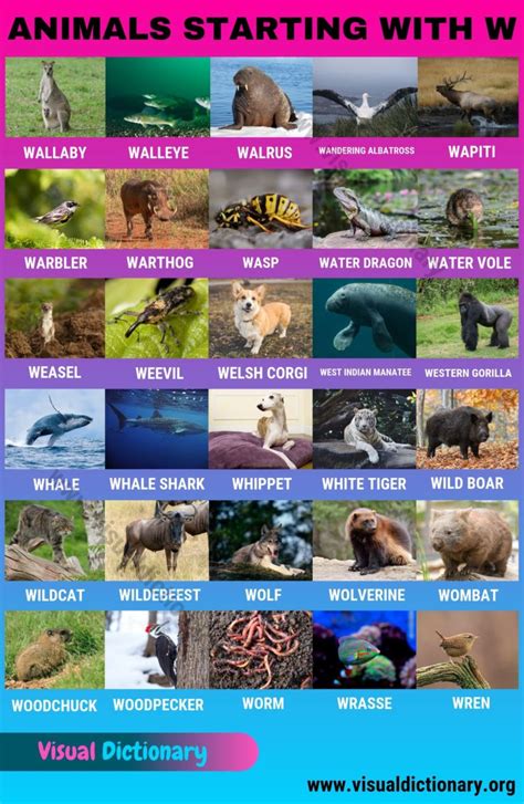 List of animals beginning with w · wallaby · walleye · walrus · wandering albatross · wapiti · warbler · warthog · wasp . Animals that Start with W: 30 Fascinating Animals Beginning with W ...