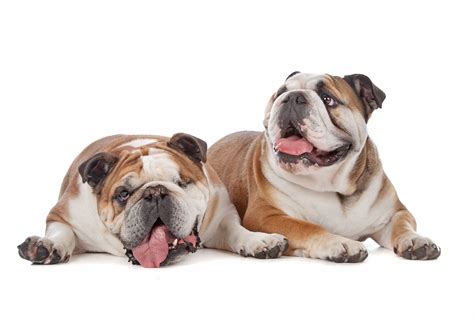 Healthy Paws Pet Insurance Reviews 2021 at pets - ozunyc.com