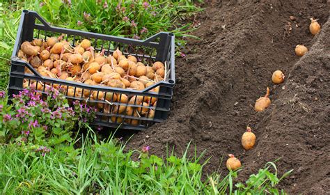 Potato parcel is a service that allows you to send anyone a potato customized with your image. Potatoes- what on earth? Our guide to earthing up potatoes ...