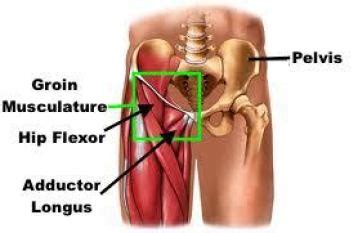 These components work in concert to produce smooth and efficient flexion of the individual digits of the hand. Hip Health - 3 Part Series - Back in Action