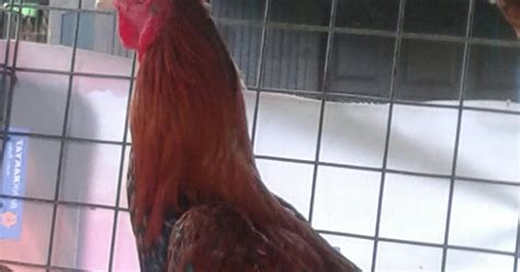 Bau reban ayam, apatah lagi bau taik ayam candu merupakan antara bauan trademark kehidupan serba meh saya kongsikan beberapa idea untuk membina reban ayam yang menarik. TERNAKAN AYAM SABUNG BATU HITAM: Reban No.7