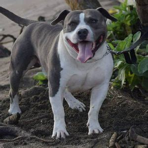 Pic hide this posting restore restore this posting. Blue Nose Pitbull Puppies For Sale | Hawaii King Kennels