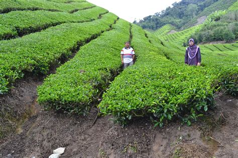 The cameron highlands | from sketty to sweaty. WARNA NOSTALGIA: Ladang Teh Boh Cameron Highland