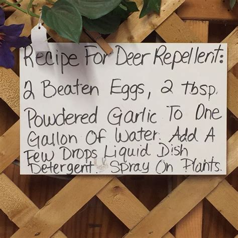 Homemade deer repellent with garlic, eggs, pepper and soapy water: Homemade deer repellent | Deer repellant, Deer resistant ...