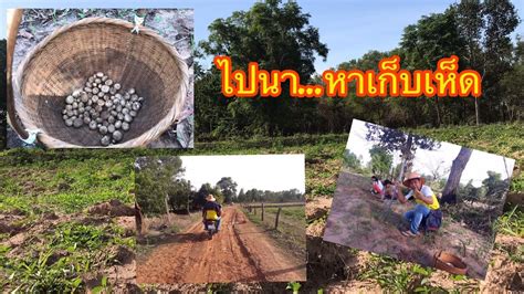 เดี๋ยว เดี๋ยว เดี๋ยว กิน ปลา คา ร์ ฟ เดี๋ยว เก็บ ก่อน ไป ผัก บ. ไปนา หาเก็บเห็ดเผาะ - YouTube