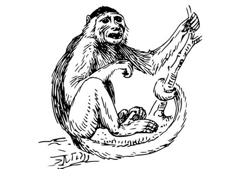 Baby capuchin monkey coloring page to color, print or download. Coloring Page Capuchin Monkey - free printable coloring pages