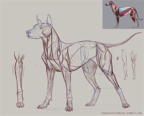 The poster shows the superficial muscles, skeletal system with surface anatomy. Related image | Dog anatomy, Dog sketch, Animal drawings