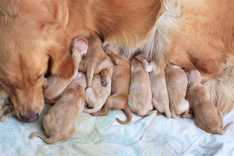 You can tell your dog is going deaf by how they respond to sounds. How Can I Tell if My Dog is Ready to Breed?