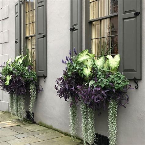 7,000+ vectors, stock photos & psd files. Charleston has the prettiest window boxes that Ive ever ...
