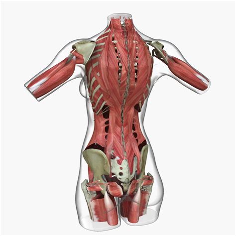 Quick sketch focused on rapid blocking out and anatomy, always good to keep practicing and getting faster with this things. Ultimate Complete Female Torso Anatomy Combo 3D Model
