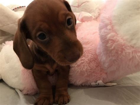 Did you scroll all this way to get facts about vizsla puppy? Dachshund Puppies For Sale | New Jersey 3, NJ #233237