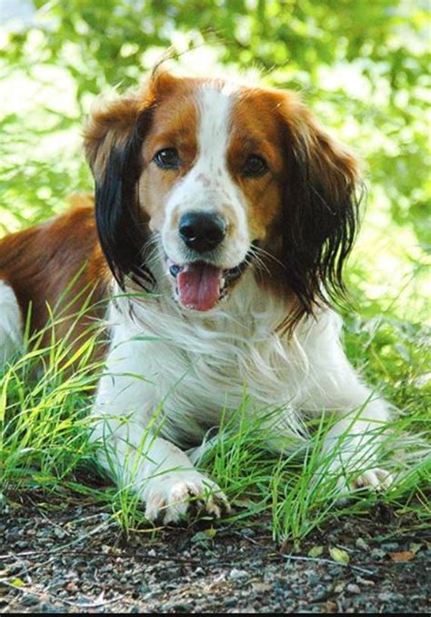 Outdoors he is a true sporting dog being keen. Kooikerhondje Puppy Dog Photography | Hunde, Hunderassen ...