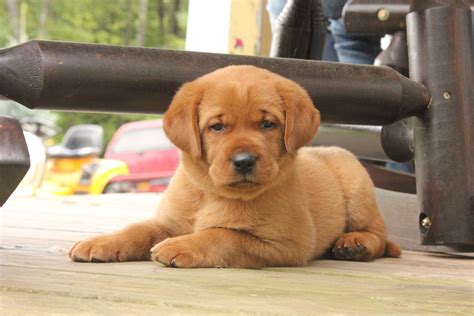 This breed began from a fishing dog known as the st. English Black Lab Puppies For Sale Near Me