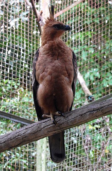 08/03/2009 pukul 09:06 om kicau burung branjangan. Informasi Tentang Elang Jawa | Burung Gue