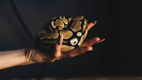 Ich hätte damals nie gedacht, dass schon über 15 jahre auf dem gebiet der frauenverführung „geforscht wird! Frau lässt ihre Python ins Bett: Dann macht der Tierarzt ...