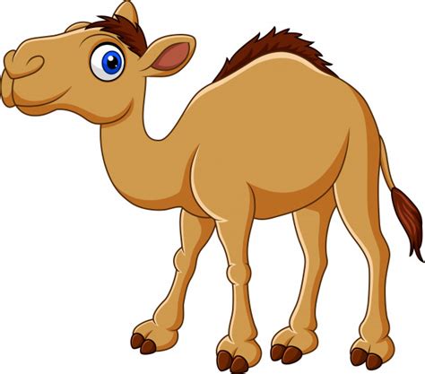 Cartone animato clip art di un cammello felice che cammina in avanti verso lo spettatore. Cammello di cartone animato isolato su sfondo bianco ...