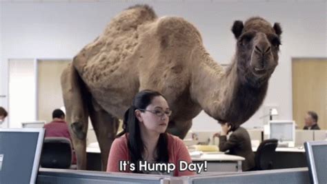 Geico hump day camel game day fox sports sideline reporter. Geico Commercial It's Hump Day GIF - Camel HumpDay ...