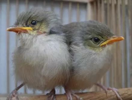 Cara membedakan ciblek jantan dan betina bagi breeder, salah satu langkah untuk berternak burung jenis ini, kita harus bisa membedakan antara pejantan dan betina. Tips Membedakan Ciblek Gunung Anakan Jantan dan Dewasa ...