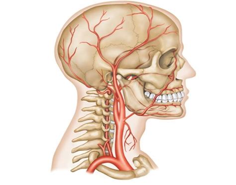 There are two large arteries in the neck, one on each side. Luthy - Arteries of Head and Neck - PurposeGames