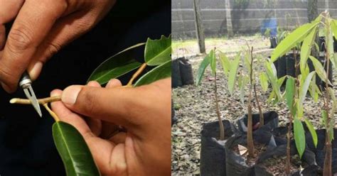 Cara menanam durian dengan tepat sebagai berikut, ini dia cara menentukan bibit durian montong dan memilih buah durian motong yang matang. Cantuman Anak Pokok Durian Cara Ini Berjaya 100% - IMPIANA