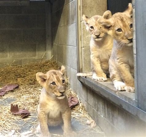 Feburary 1st, 2021 current zoo community happenings. Cincinnati Zoo's Three Lion Cubs Have Names! - Cincinnati ...