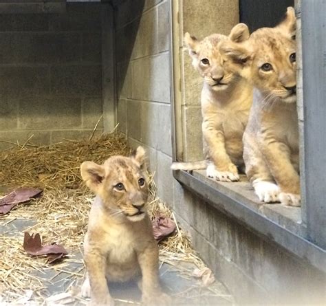 You play a crucial role in the success of the houston zoo's education and animal care programs, global field projects, and local conservation initiatives through your donations. Cincinnati Zoo's Three Lion Cubs Have Names! - Cincinnati ...