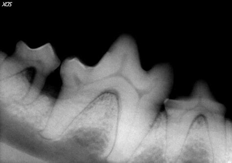 Senior cats are very susceptible to broken teeth, especially the sharp canine teeth. Common Dental Problems Leading to Tooth Extraction in Dogs ...