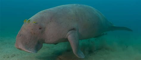 Dugongs are the only surviving species of the dugongidae family, and one of the four species of the sirenia order. Dugong movements and habitat use in coral reef lagoons - Argos