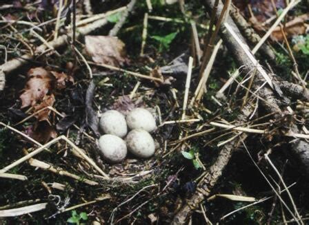 An egg tooth is a temporary, sharp projection present on the bill or snout of an oviparous animal at hatching. NOF Aust-Agder