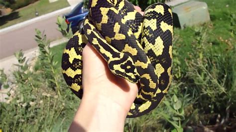 In my opinion, carpet pythons are one of the best display snakes in the hobby, though health issues tend to be more common than they are with ball pythons. Jungle Carpet Python - YouTube