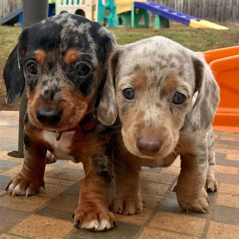 You can browse thru list of dachshund breeders or consider for sale dachshund puppies. Border Collie Retriever: Dapple Dachshund Puppies For ...