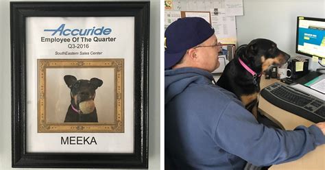 However, there's no rule that says you can't look beyond employee of the month and best employee certificates and give out funny office. Dog Employee Wins 'Best Employee' Award One Year and Counting