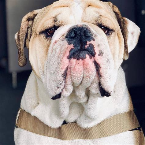 It also has a raised platform, but it's made of wood. This grumpy English Bulldog is not amused with your 'diet ...