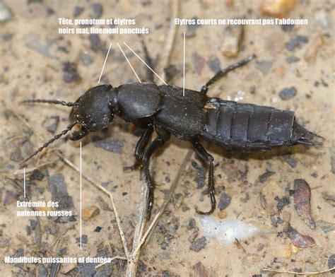 (xive siècle) du latin mandibula. Le staphylin odorant - Quel est cet animal