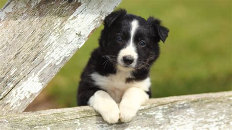 The cheapest offer starts at £100. Watch! The Secret Life of Sheepdog Puppies