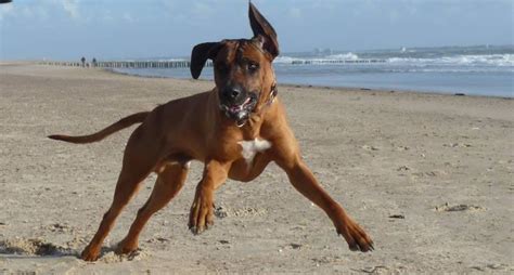 Unten im formular können sie zum beispiel einen übertragungsvertrag, übernahmevertrag oder einen kaufvertrag hochladen. Rhodesian Ridgeback Welpen aus Körzucht - 862860