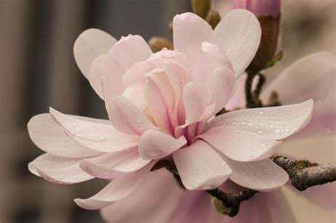 Magnolia Dream - Full blooming Magnolia flower after a Spring rain. | Magnolia, Magnolia flower ...