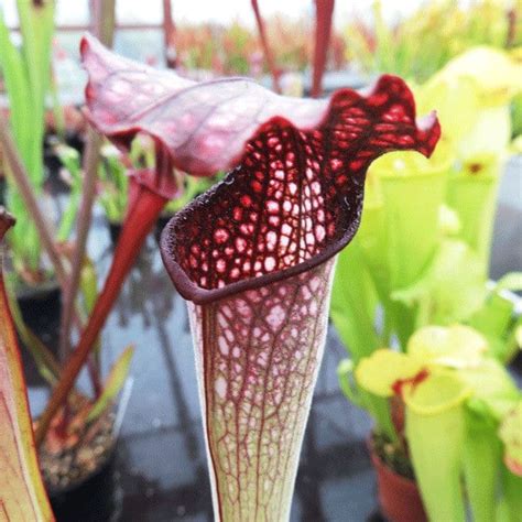 2t sh.p.k > contact us. S x excellens pubescent form | North American Pitcher Plant