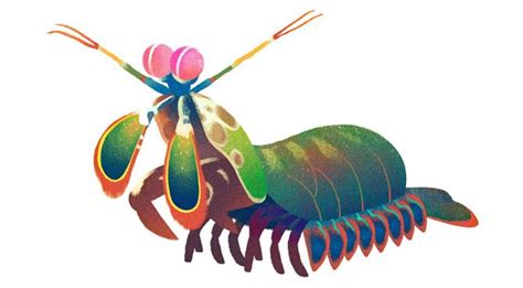 Google earth day quiz which animal you are. Google Earth Day quiz results: Pangolin, honey badger, cuttlefish, mantis shrimp, komodo dragon ...