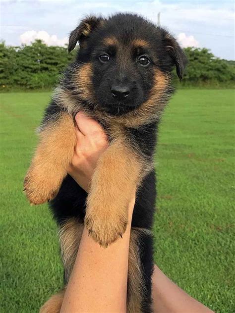 Mother pb german shepherd father shepherd x healthy active puppies ready to be removed to new home first vaccines and deworming done learn looking for a german shepherd puppy. German Shepherd Puppies For Sale Indiana | PETSIDI
