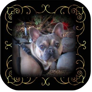 We do not adopt to homes where any animal living there is not spayed/neutered. French Bulldog Adult Adoption ~ AKC French Bulldog Puppies ...
