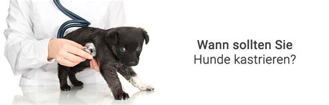 Ab wann ist die kastration bei hunden sinnvoll? Wann sollte man Hunde kastrieren? | Wissenswert | VetPlan Blog