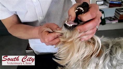 If, however, you experience dread at the thought of how to get a pill into your dog without 25 pieces of ham or cream cheese, read on. How To Give A Dog A Pill (The Vet Way 2019) - YouTube