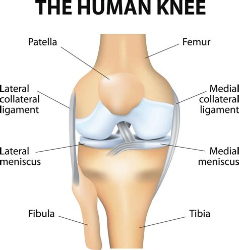 A complete tear leads to a high riding patella and requires surgical repair while a partial tear leads to tendinopathy and can be treated. Knee anatomy: Ligaments, muscles, tendons, and injuries