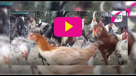 Peternakan ayam kampung kini semakin diminati tidak hanya dari pendatang baru atau pemula untuk pemula, ayam kampung bisa dipelihara di kandang dengan kapasitas mulai dari 300 untuk. Nuralis Agro Farm : Ayam Kampung Nuralis_04 - YouTube