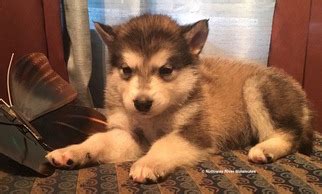 Dogs>alaskan malamutes>alaskan malamutes for sale. View Ad: Alaskan Malamute Puppy for Sale near Virginia ...