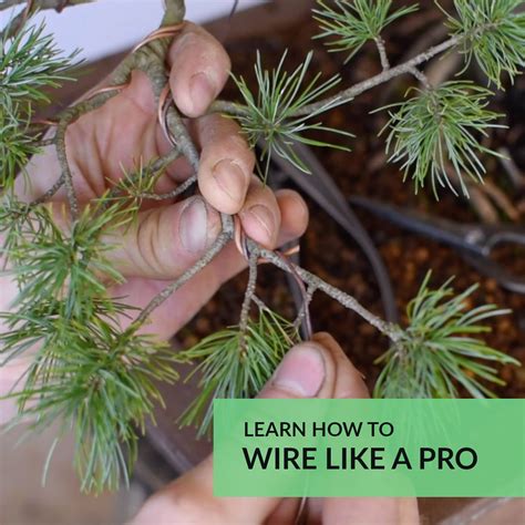 You will find a wonderful selection of apple trees, peach trees, pear trees, cherry trees, apricot trees. Bonsai courses | Bonsai tree, Bonsai, Bonsai fruit tree