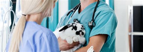 Medicii noștri vă pot ajuta să configurați o schemă de nutriție perfectă, adaptată nevoilor animalului dvs. Mobile Vet - Cabinet si Clinica Veterinara Bucuresti